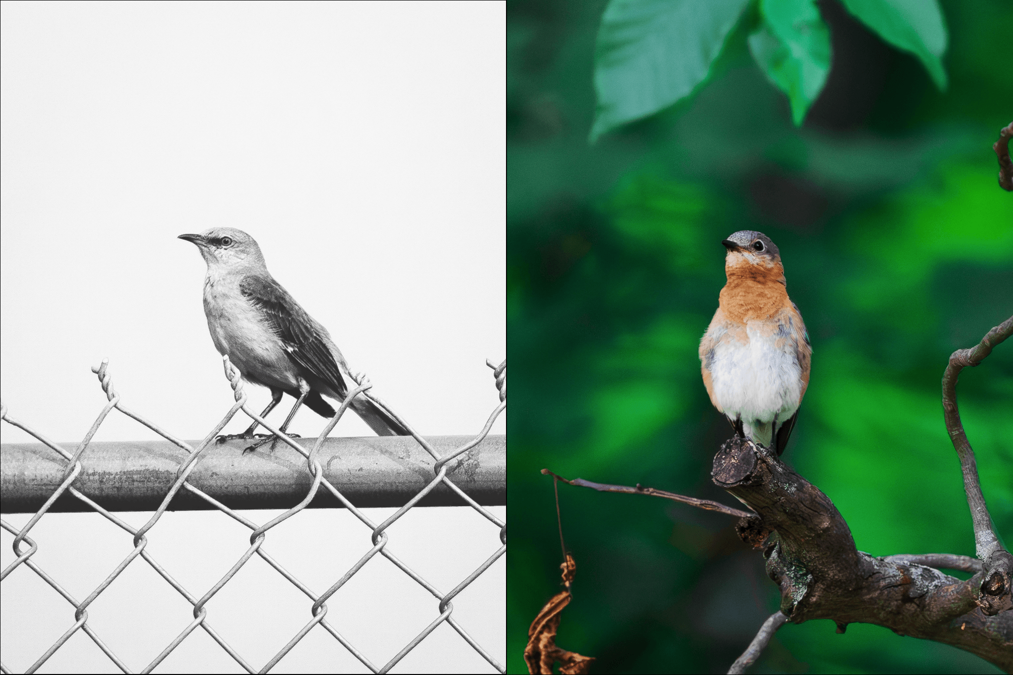 ♡ Pidgeys, Pics cover image