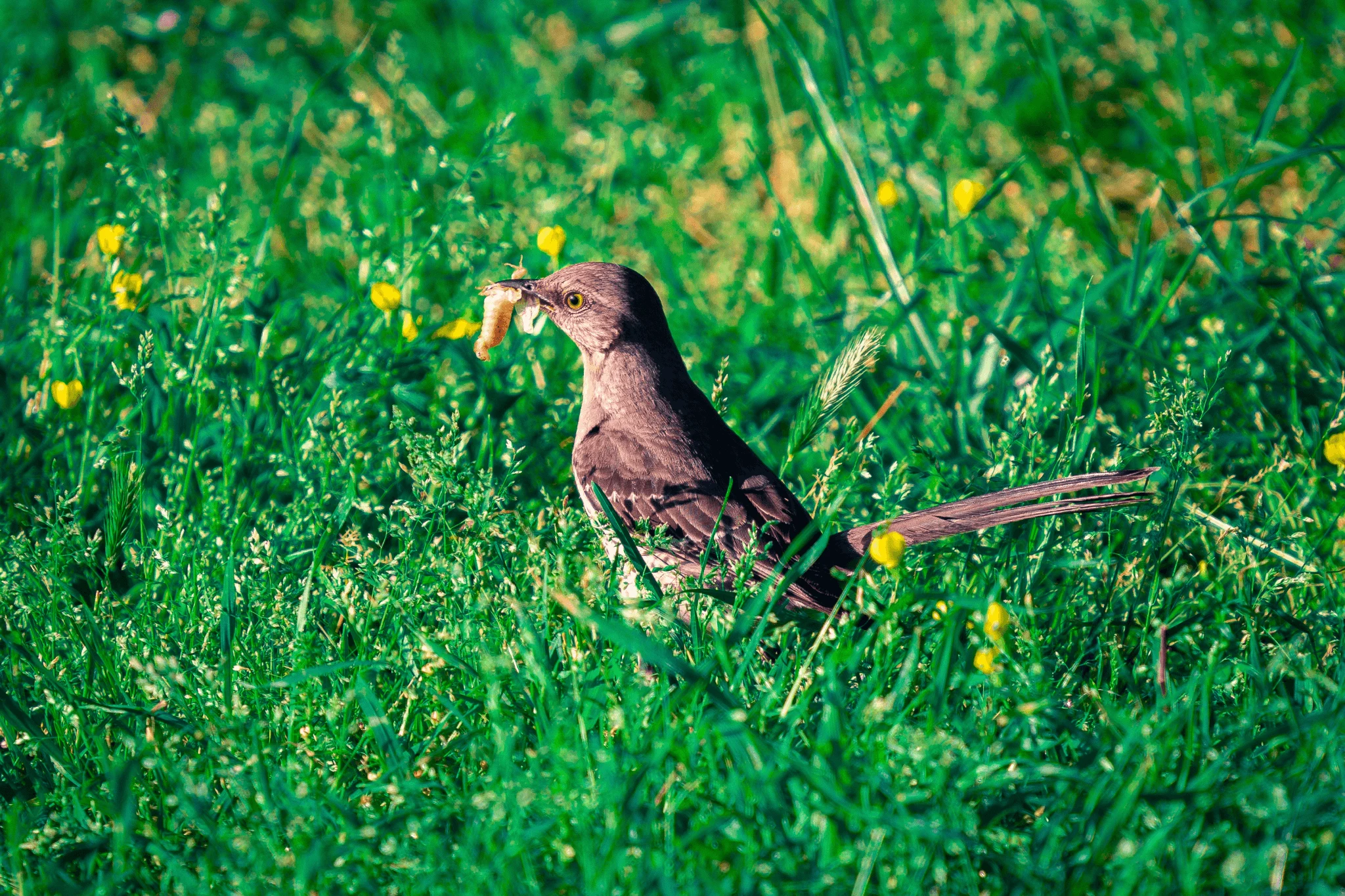 Pidgeys image 5