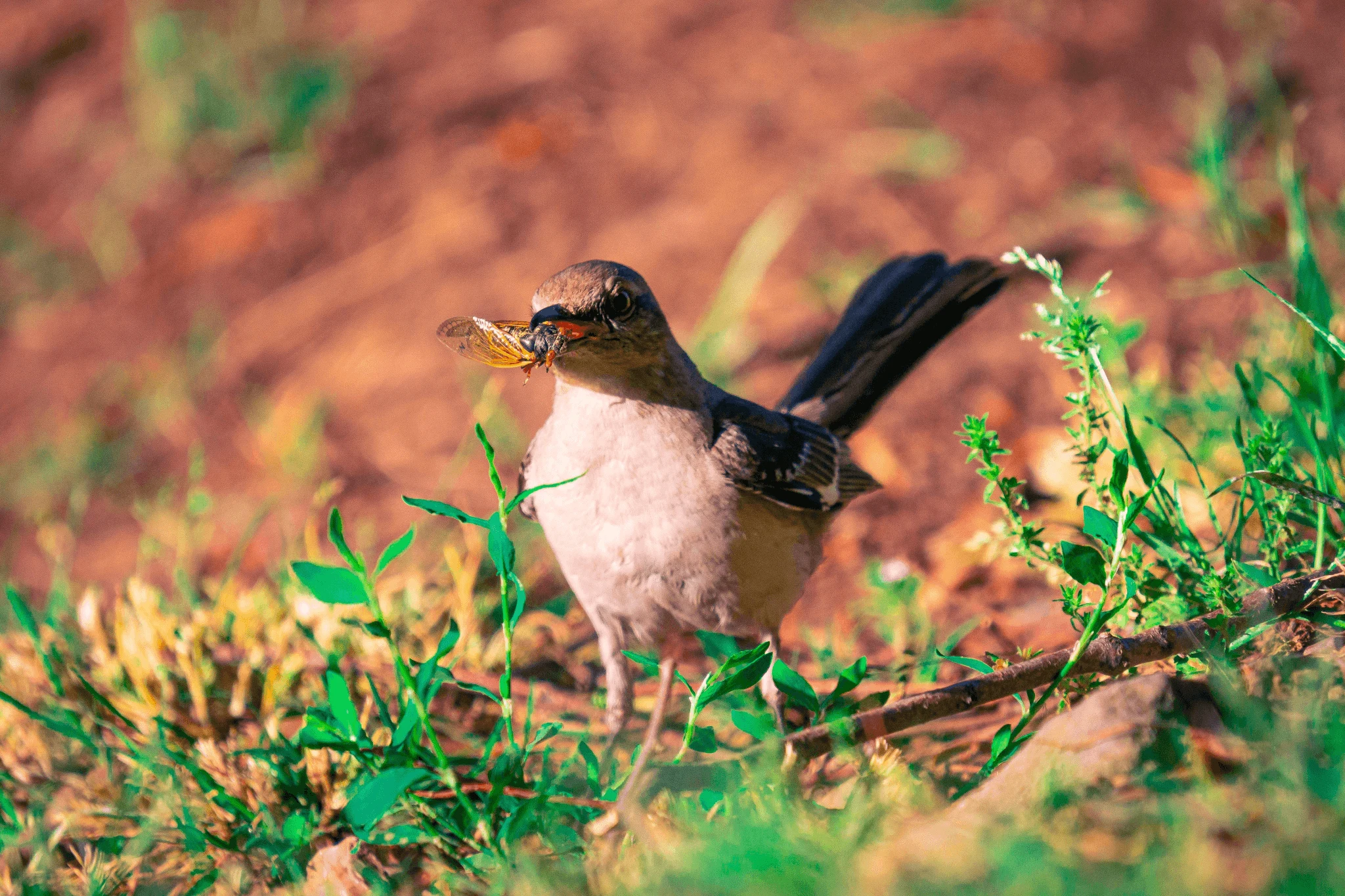 Pidgeys image 7