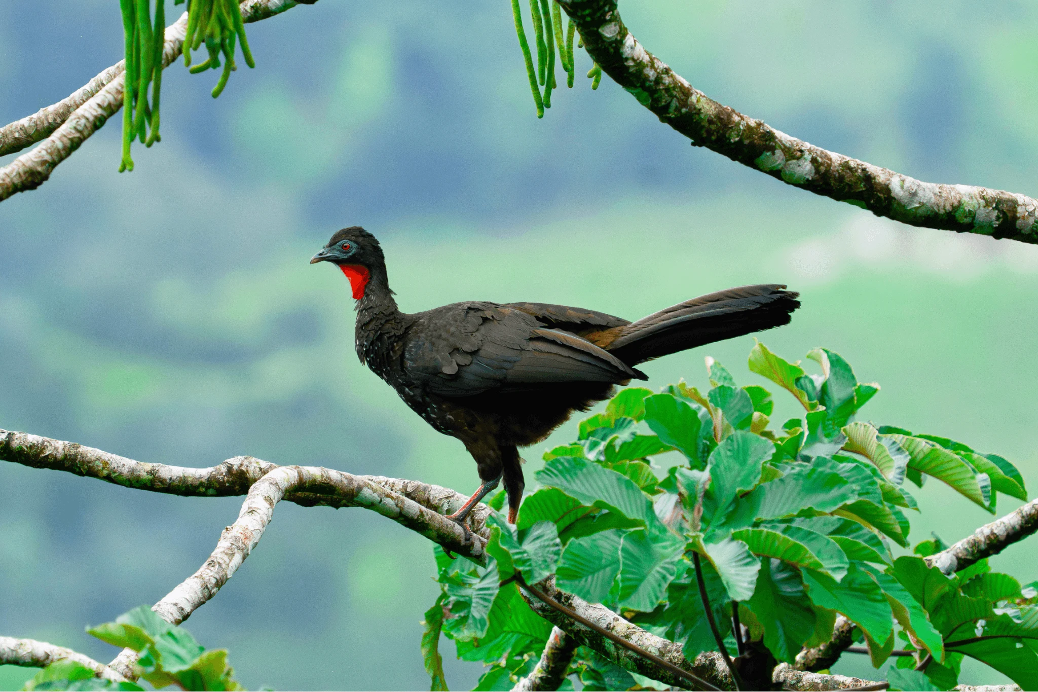 Pidgeys image 9