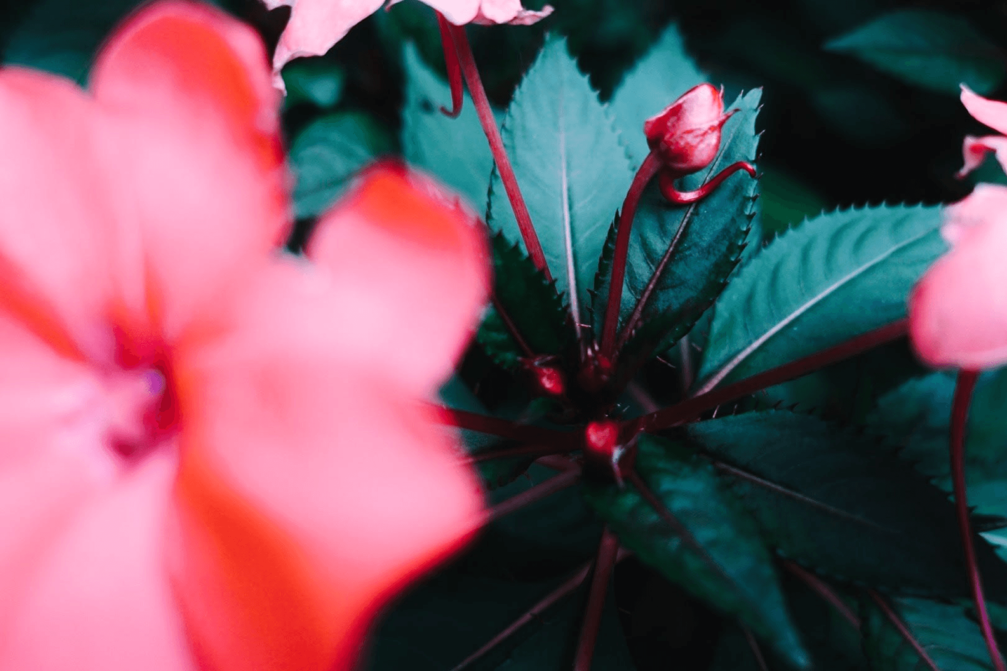 ♡ Plant Kingdom, Pics cover image