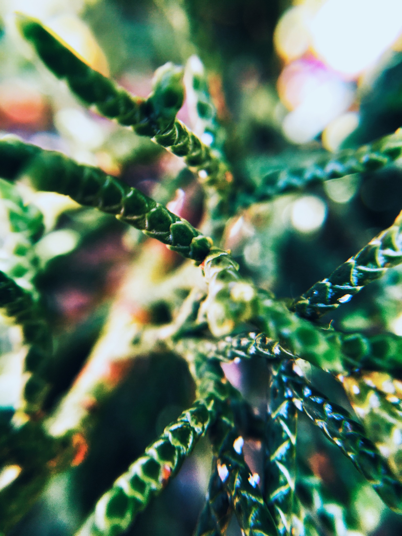 Plant Kingdom image 4