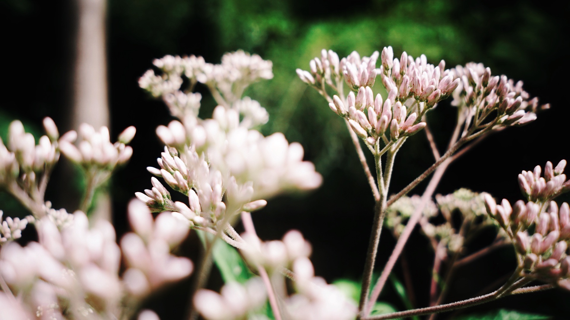 Plant Kingdom image 6